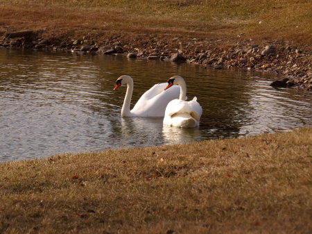 Swans Being Nice (They Usually Aren