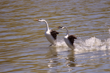 Mating Rush for Western Grebe
