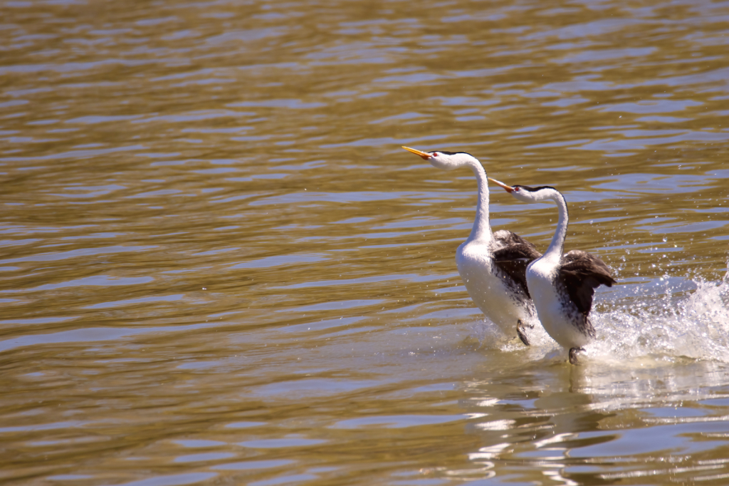 Mating Dance with the Western Grebe