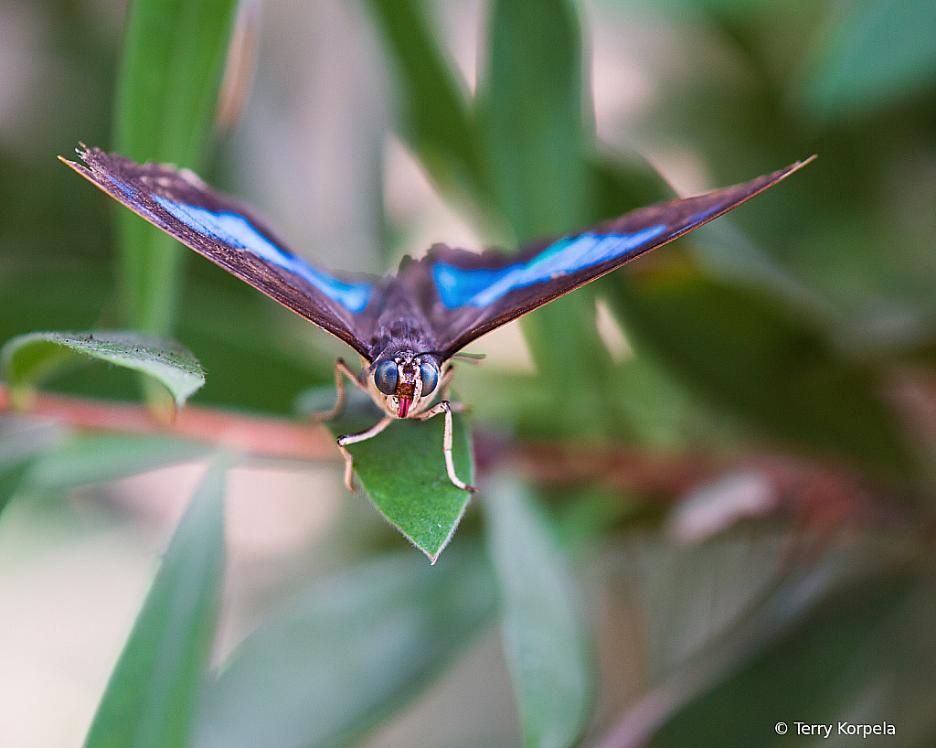 Posing Butterfly - ID: 16001117 © Terry Korpela
