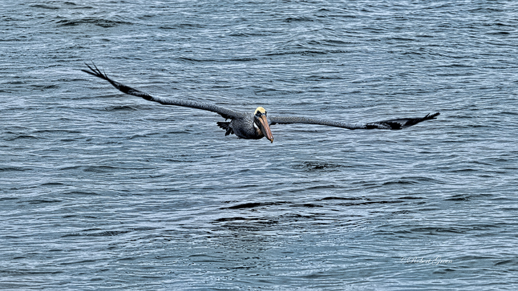 The Big Fisherman - ID: 16001202 © Robert/Donna Green