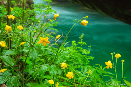Wildflowers in the Vintgar Gorge