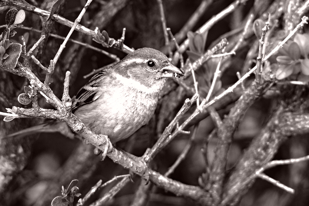 House Sparrow in B&W