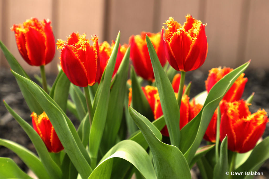 Orange Fringed Tulips