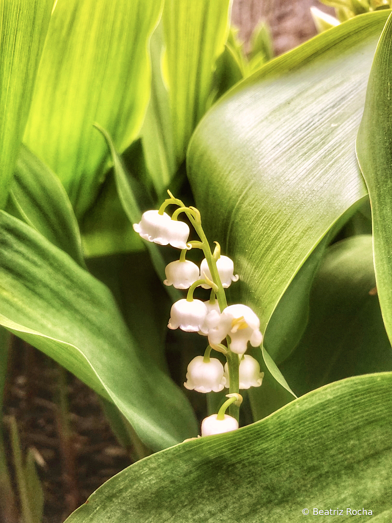 Le Muguet