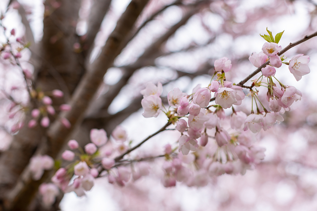 Awakening Sakura