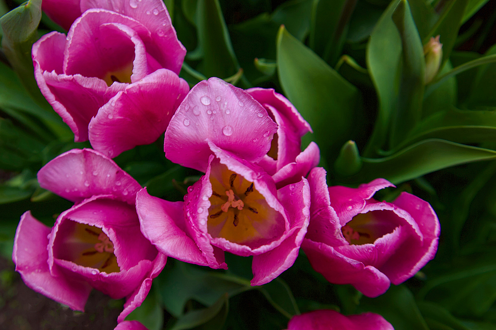 Tulips in Pella Iowa