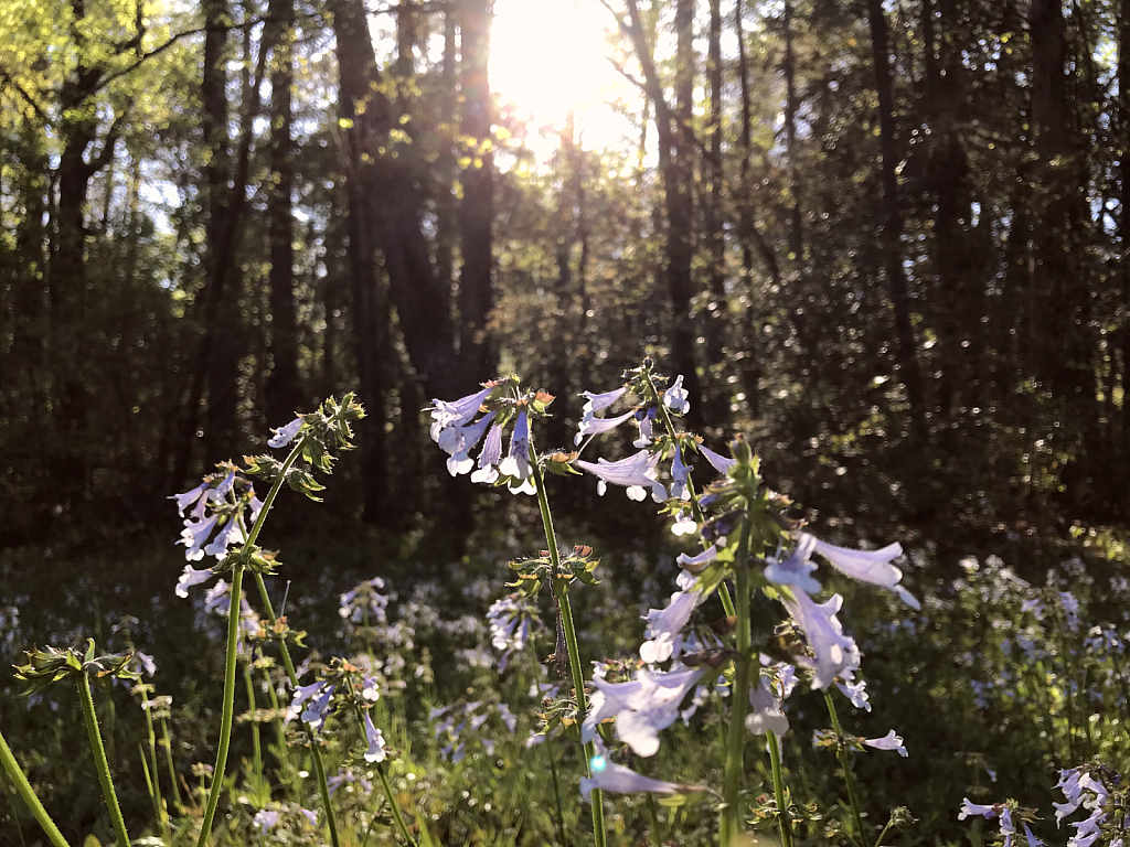 Dance in the evening sun