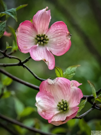 Pink Dogwood Flowers