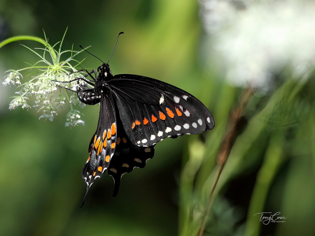Swallowtail on Queen Anne's Lace