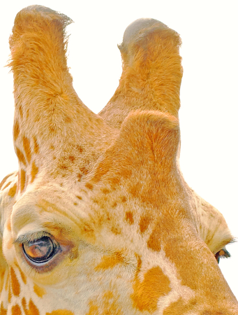 Giraffe's portrait.