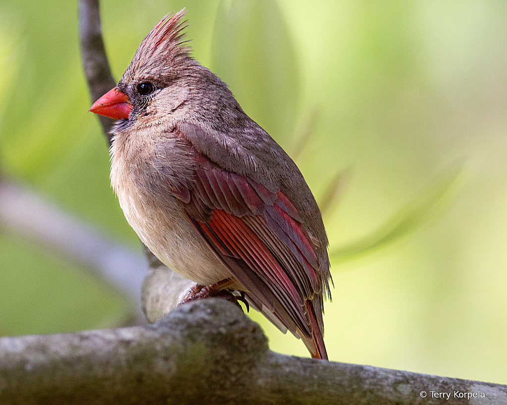 Cardinal (Female) - ID: 16001424 © Terry Korpela