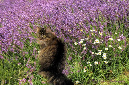 Kitty and Lavender