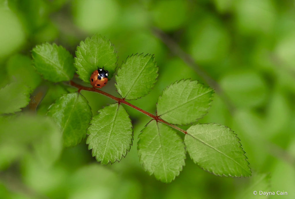 Little Lady All Alone