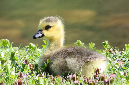 Gosling