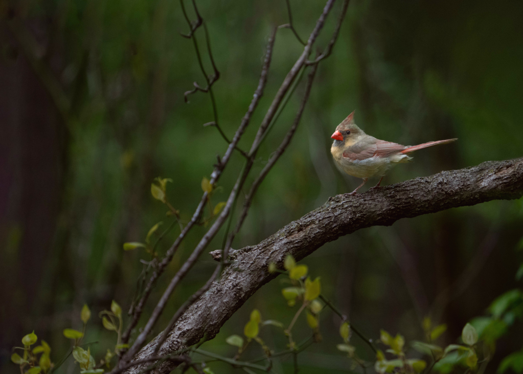 Mrs. Cardinal in the Woods