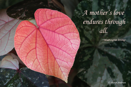 A Mother's Love...