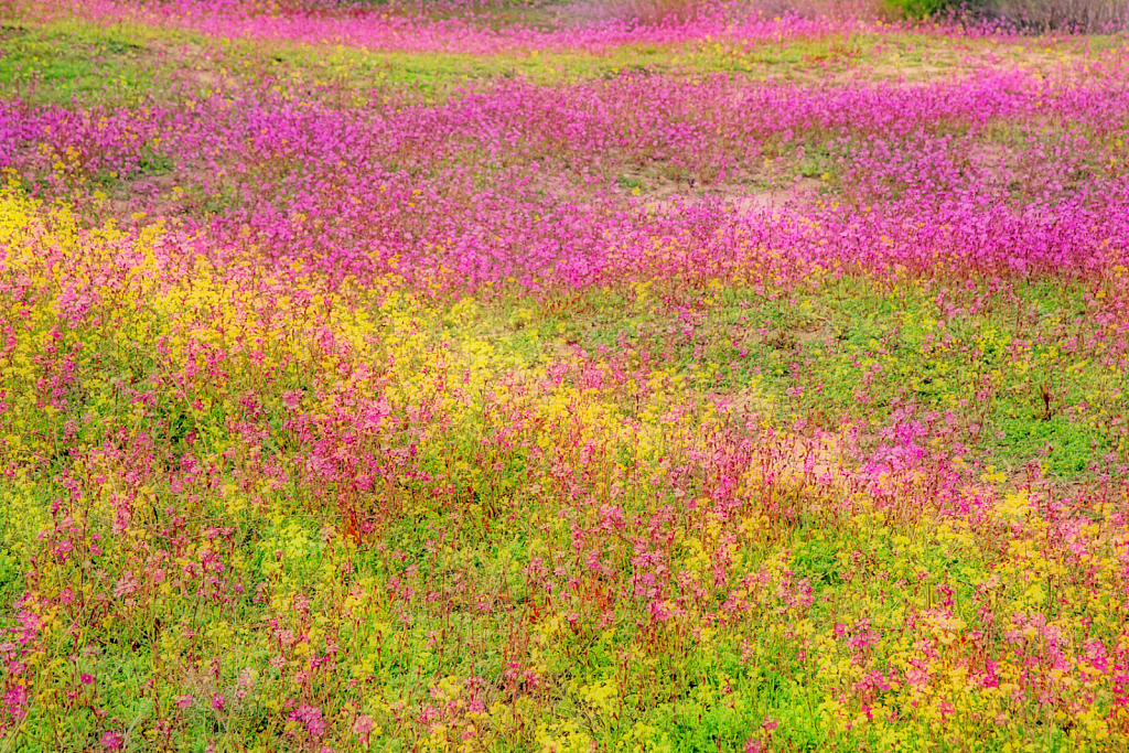 Flower Field Impression. Abstract.