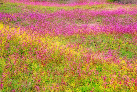 Flower Field Impression. Abstract.