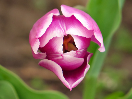 Spring Tulip