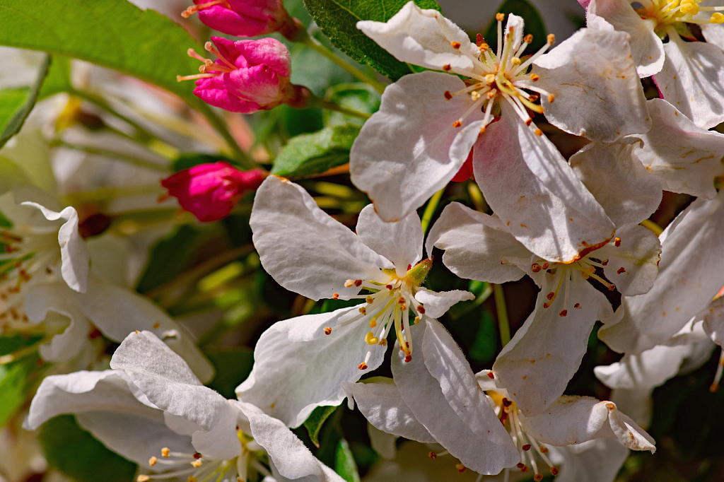 Sweet Crab Apple