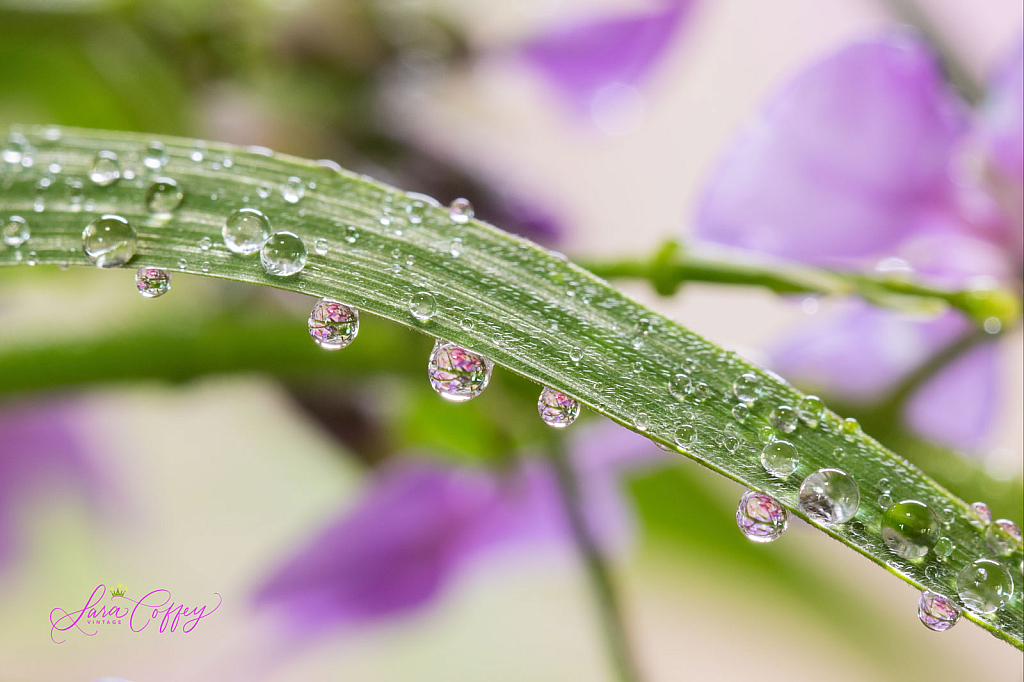 Dewdrop In