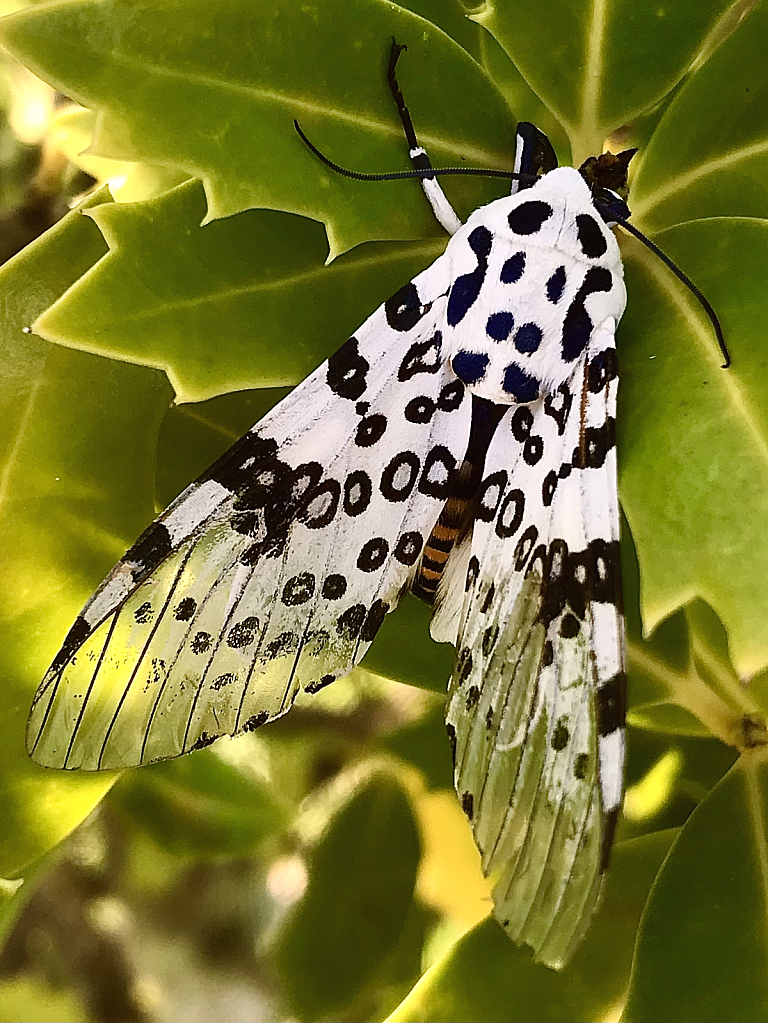 Giant leopard moth - ID: 16001675 © Elizabeth A. Marker