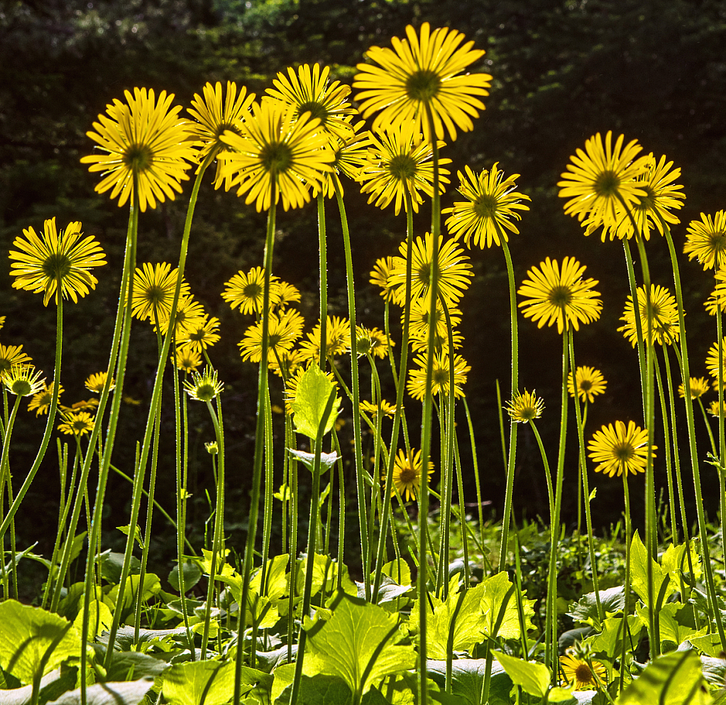 Sunlit Flowers.