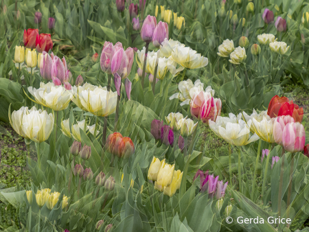 Double Exposure of a Large Tulip Patch 