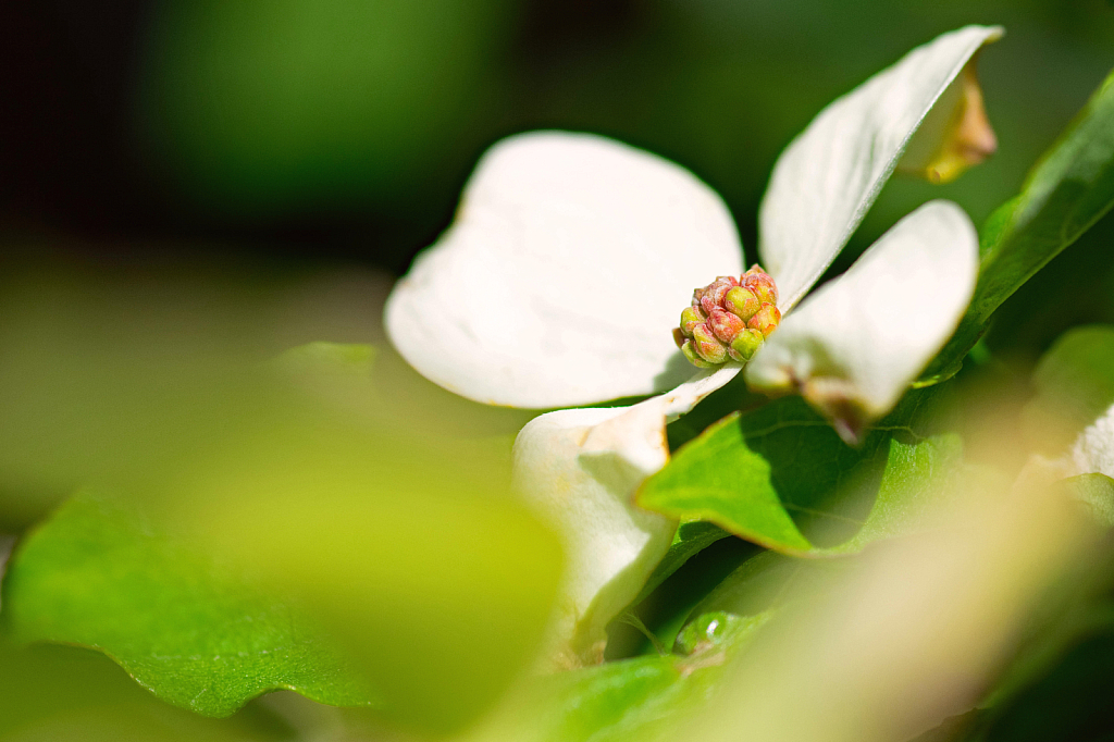 Dogwood Blossom