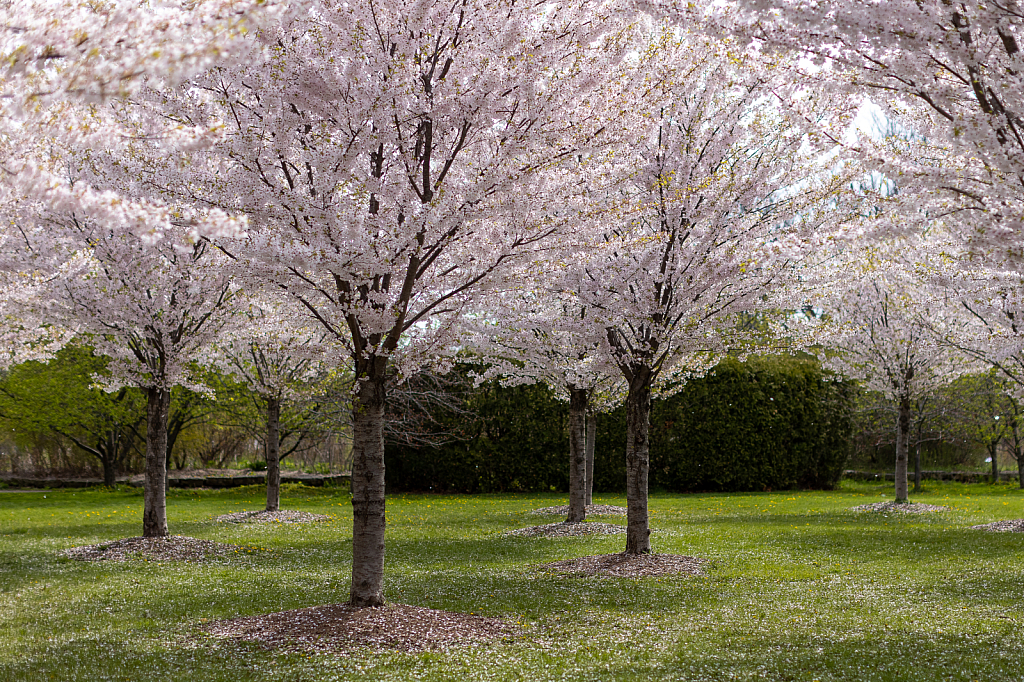 Snowing Petals