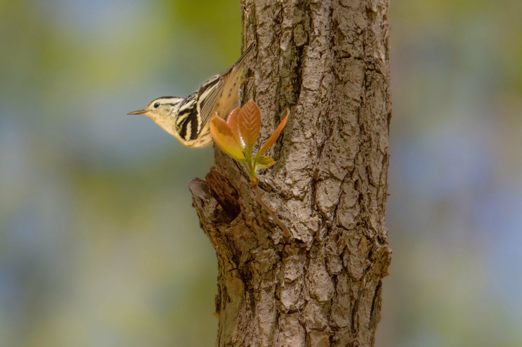 Black and White Warbler