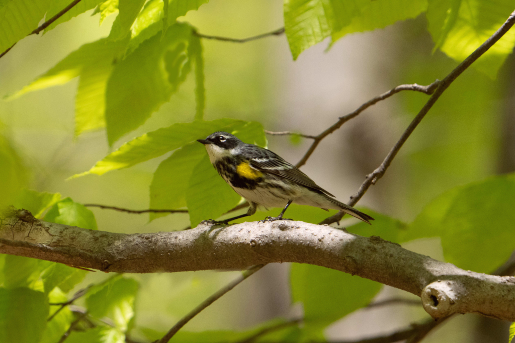 Yellow Rumped Warbler