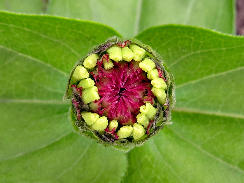 Zinnia Bud