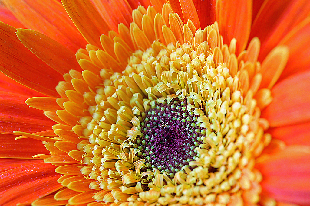 Orange Gerbera