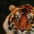 2Tiger, Tiger Burning Bright - ID: 16001765 © Lynn Andrews