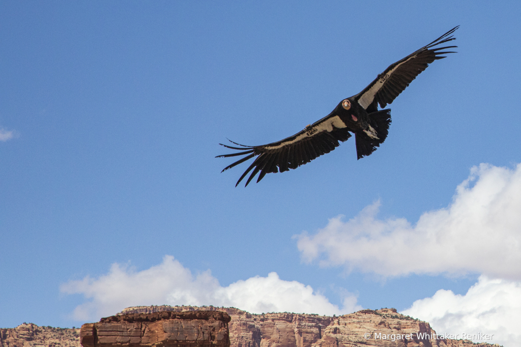 CaliforniaCondor4April20213727Edit1Edit - ID: 16001769 © Margaret Whittaker Reniker