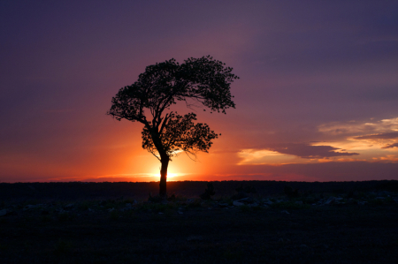 Last Light Aroung the Lone Tree