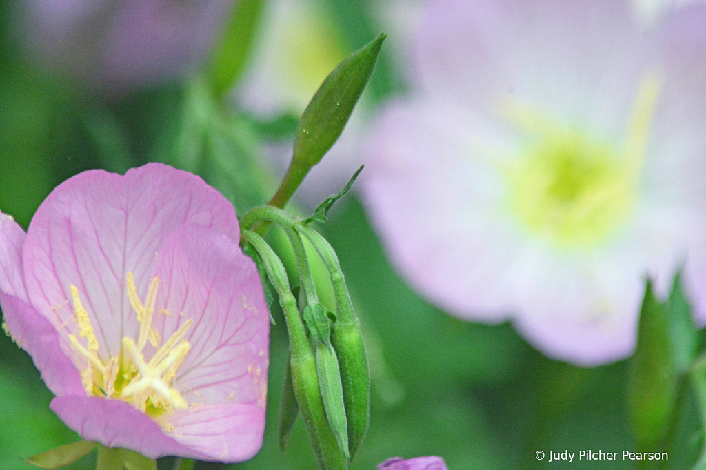 the evening primrose....