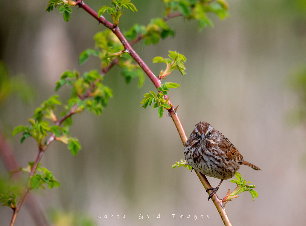 Song Sparrow