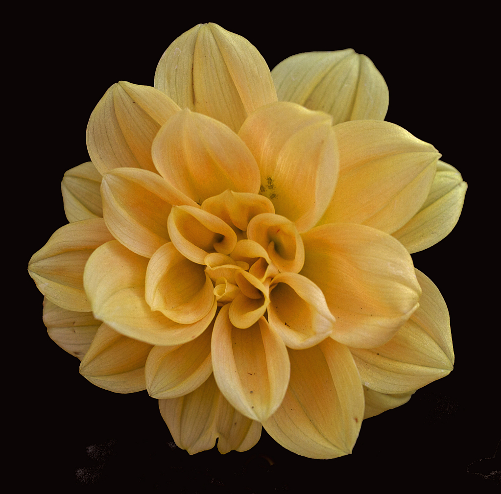 Dahlia