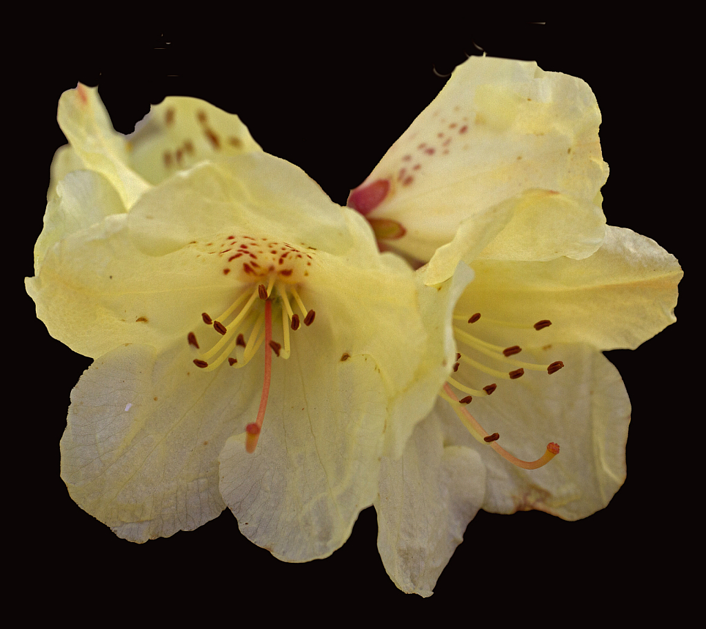 Rhododendron