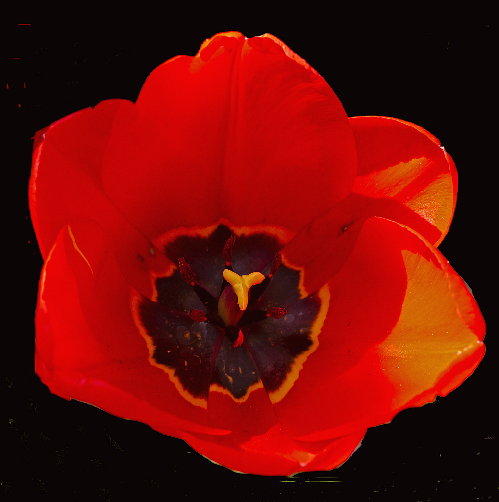 Tulip