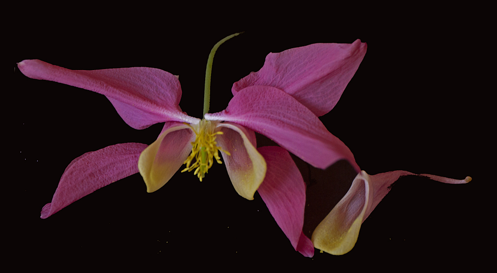 Aquilegia