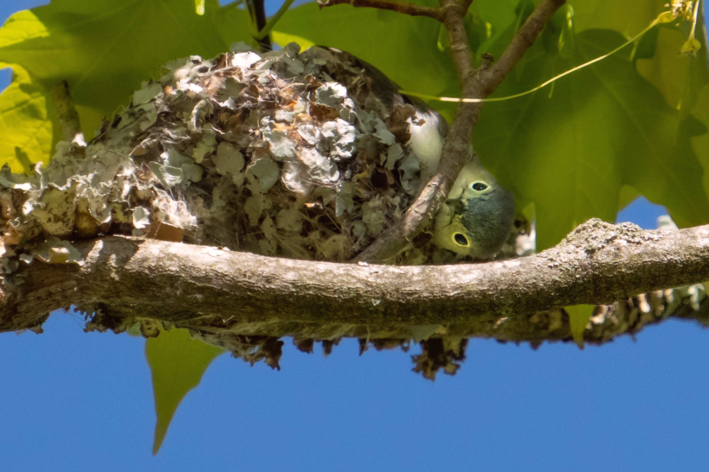 The Blue Gray Gnatcatcher Building Her Nest