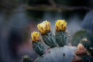 Cactus Flower Tri...
