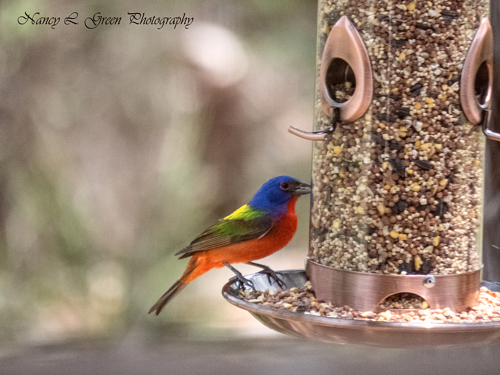 Painted Bunting