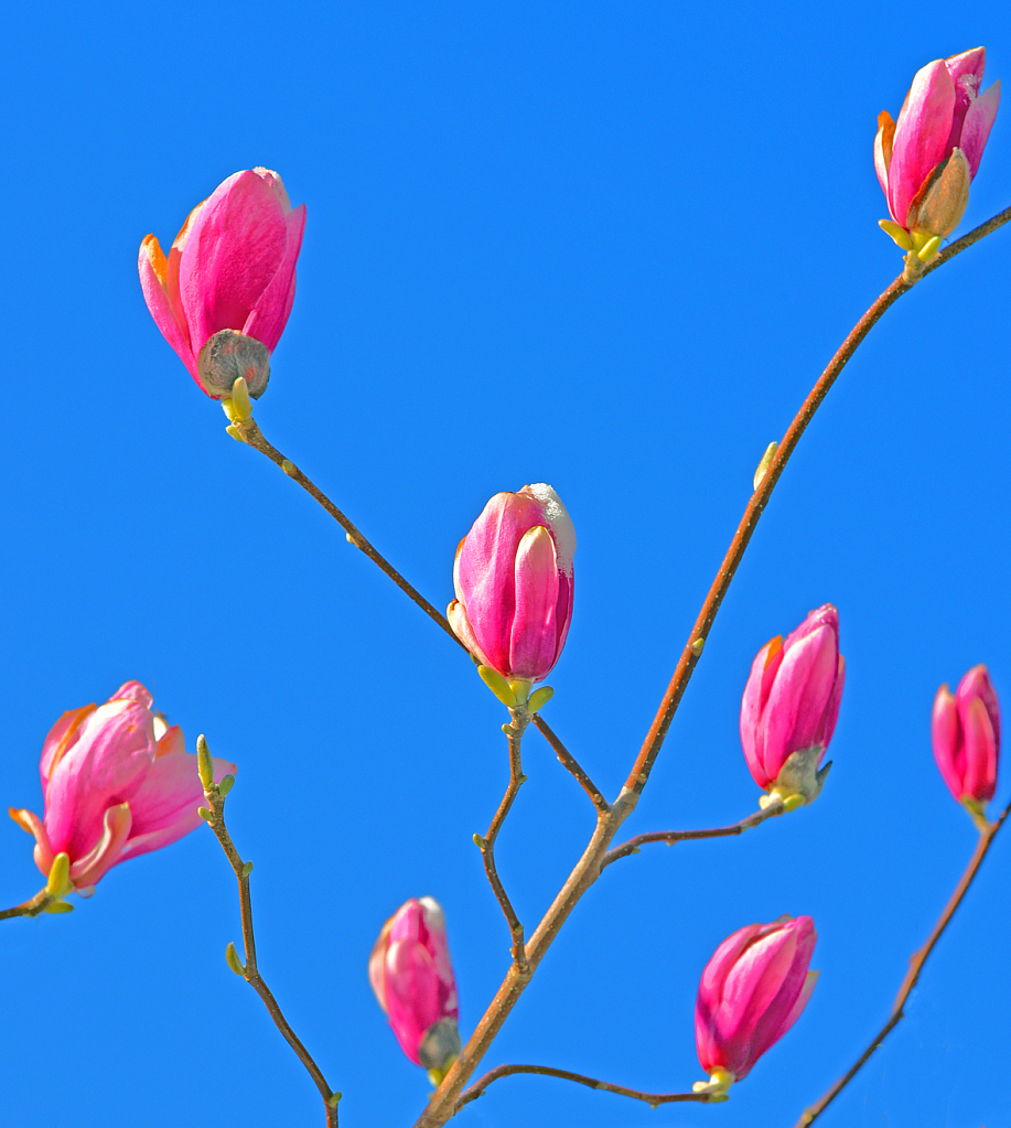Pink Blossoms on Blue Sky.