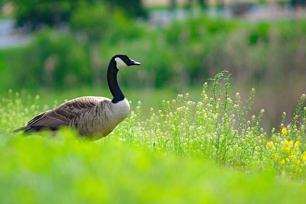 A Canada Goose Feeding