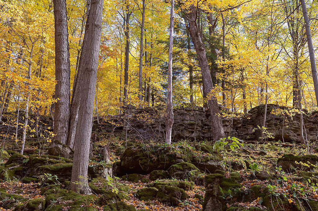 Forest's Gold & Green